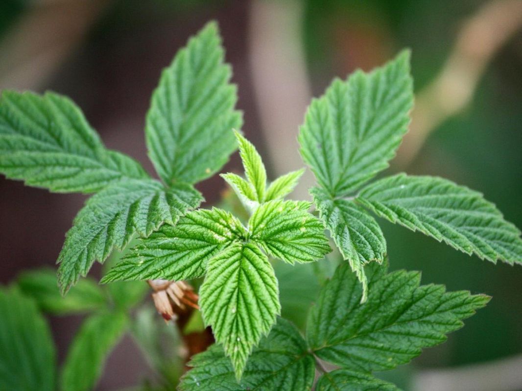 ����������� ������ ������ � ����: ���������� �� ���������� �� ���� ����