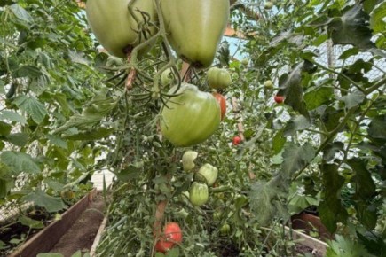 ������� ������� �� ������� ��������� ��-���������: ������� �������������