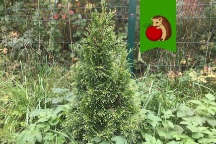 ���: ��� ��������� �� ����������� �������� ����