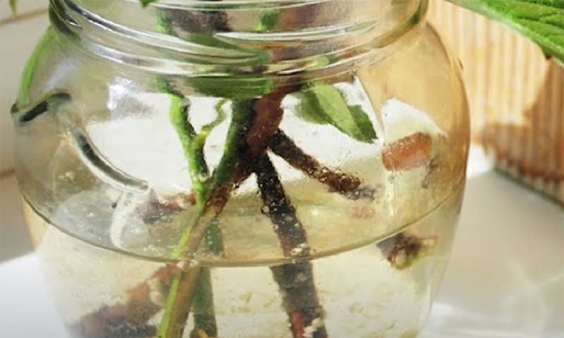 Дрожжи в помощь: секреты успешного укоренения черенков