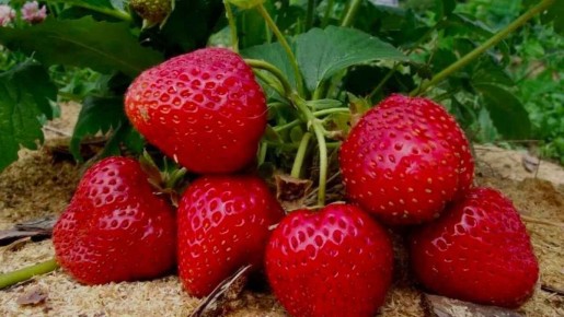 Как избежать ошибок в уходе за клубникой: что не стоит добавлять в почву