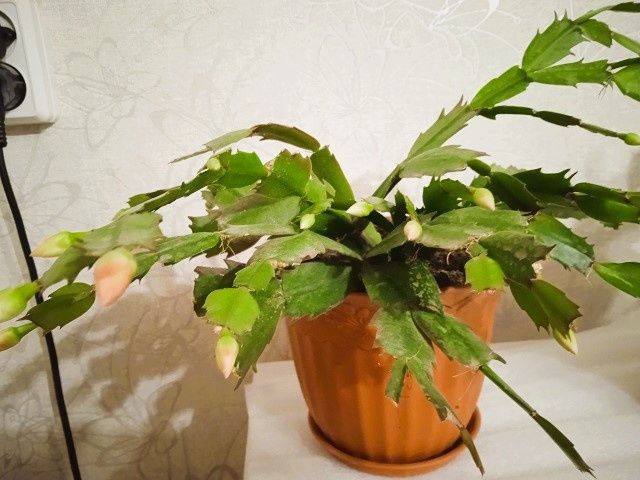 ���������: ������� ����� ��� ������� ��������