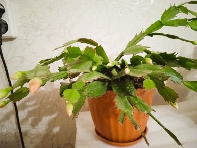 Декабрист: секреты ухода для пышного цветения