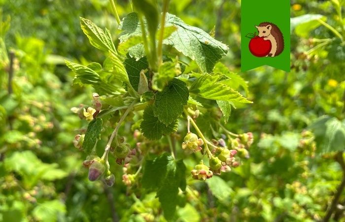 ��� ��������� �� ���������� � �������� ������: ������ �� ���������� ������