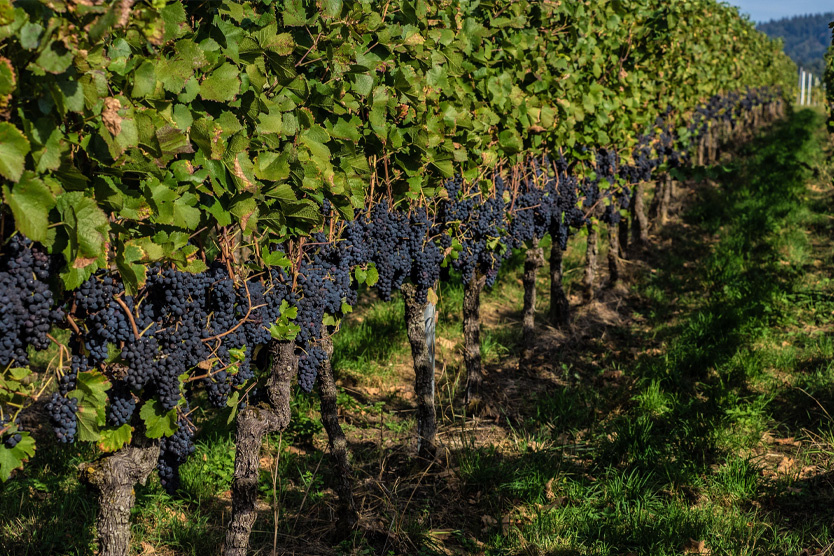 Изменение климата и его влияние на мир вина: как Йоити становится новым центром виноделия