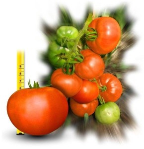 ����� �����: ������ ������ � ������������ ���������