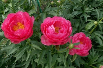 Пион Цитерия: характеристики и советы по уходу