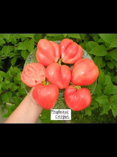 ����� �������� ������: ����, �������� ���� ��� �������� ��������������