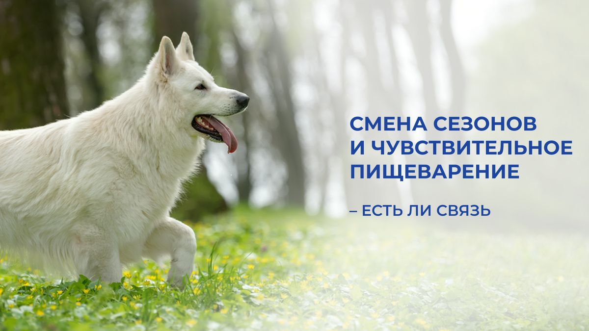 �������� �������� � �����������: ��� �� ��������� ������� � �������� ��������?