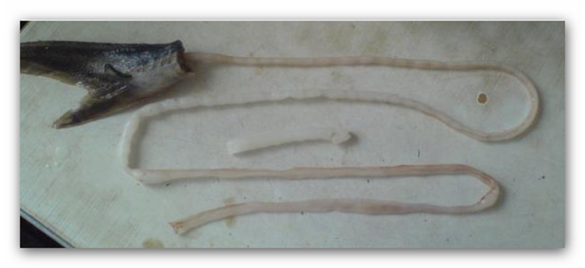 Пирог с вязигой: ностальгия по детству и гастрономические открытия