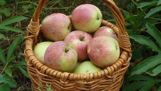 Яблочные пироги: 5 рецептов на любой вкус