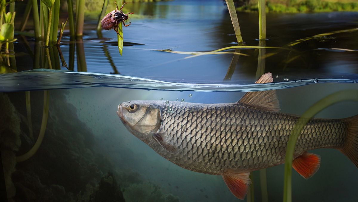 ���� � ������: ������� � ������ ���� �� ����� �������