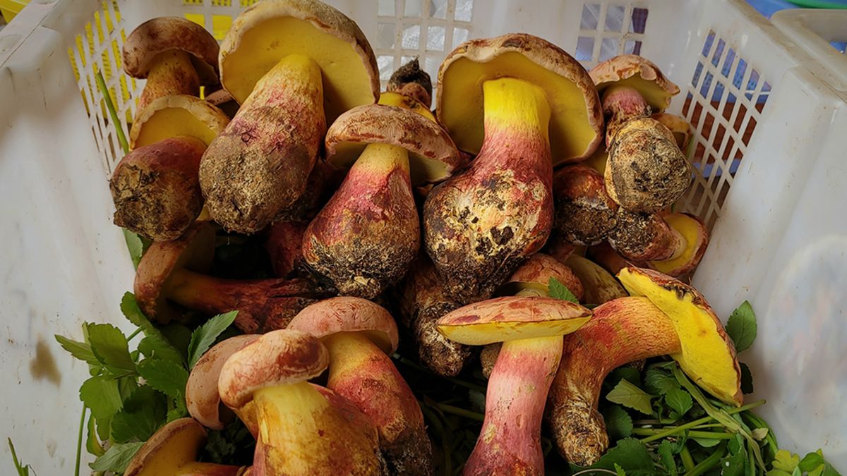 ����������� �������: ������� ������� � ��������� �� ����� �������