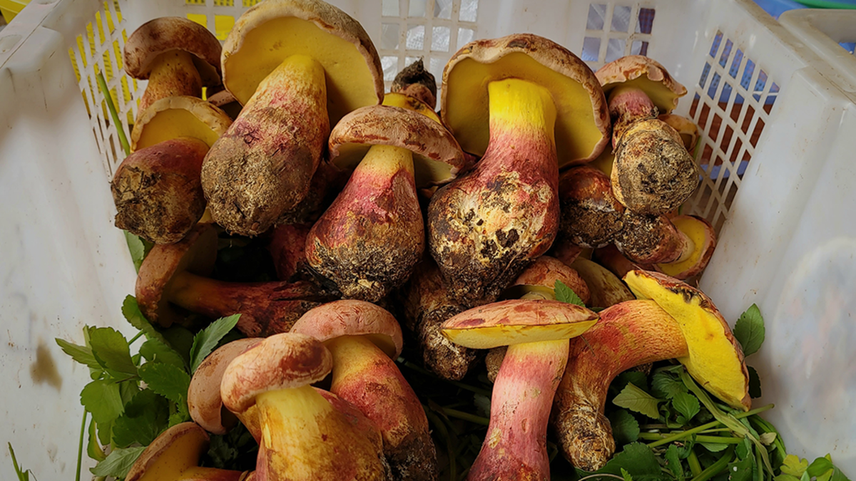 Лилипутский боровик: загадки природы и мифологии на одной тарелке