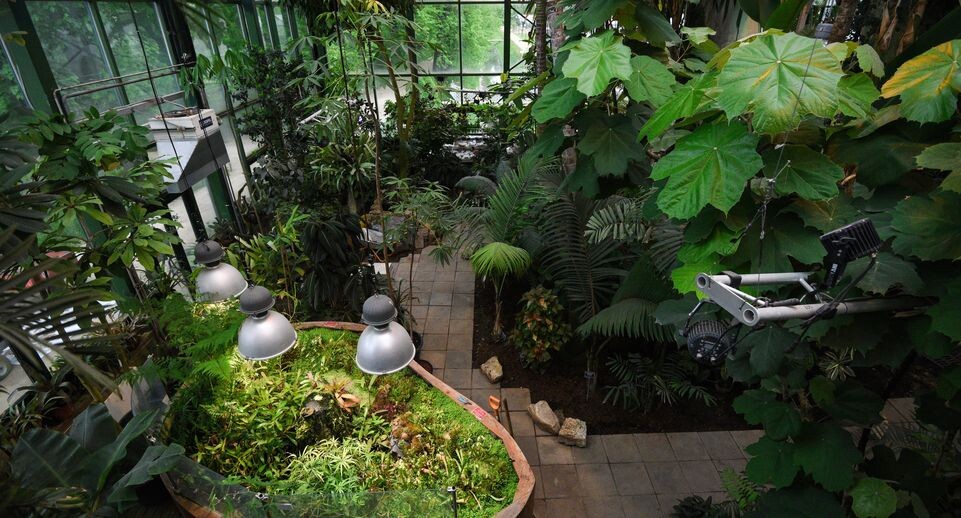 Авокадо зацвело в Москве: уникальное событие XXI века