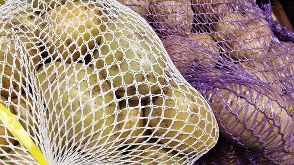 Урожай картофеля в Беларуси: ожидания и перспективы