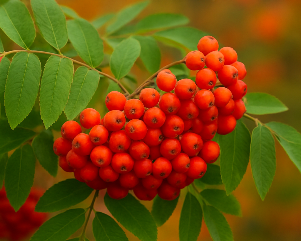 Секреты сбора рябины: когда лучше собирать ягоды?