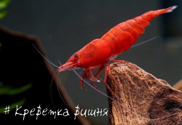 �������� ����� - �����