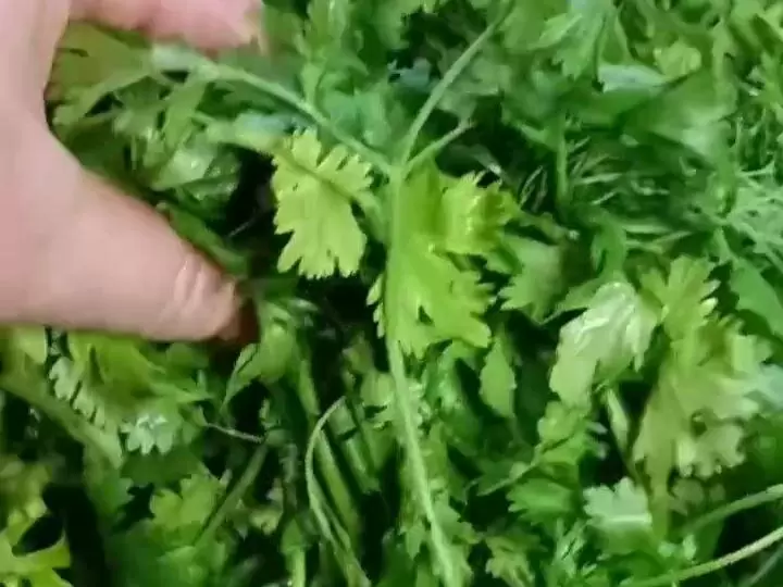 Секреты зимней заготовки зелени: пять простых способов сохранить витаминный запас