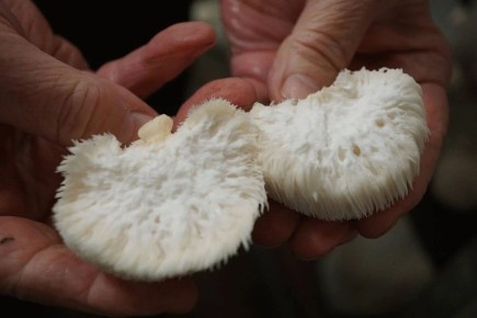 ������ �����������: ����, ������� ����� ������ ������ �����