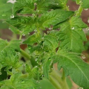 ������ ����� �� ������� ������� � ������ ��� ��������