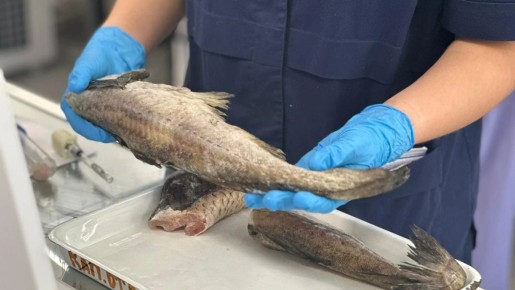 ���������� ����: ��� �������� ����� �� ����� �����