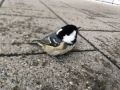 ������ ������������� �������������� ������ ��� ���� �� �������� ��������